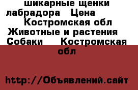 шикарные щенки лабрадора › Цена ­ 25 000 - Костромская обл. Животные и растения » Собаки   . Костромская обл.